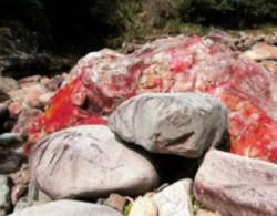 福建福安市某山沟里发现天然奇石群，疑似鸡血石